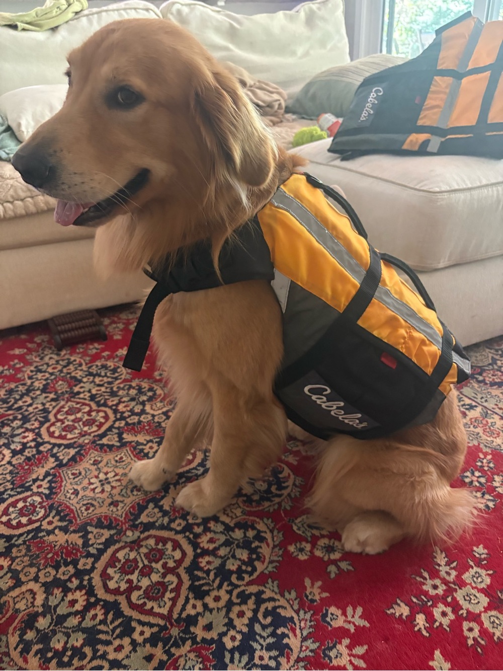 Cabela's Orange and Black High-Visibility Safety Vest for dogs - Picture 2 of 5
